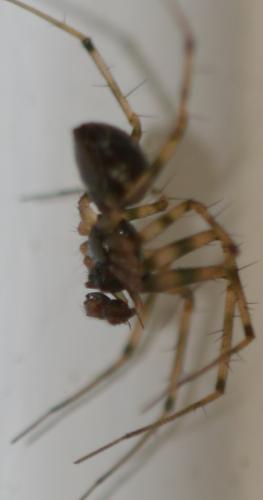Réf. 268 191 : Lepthyphantes minutus